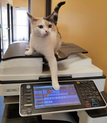 Image result for cat copier