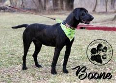 Boone Boone