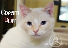 Cream Puff Cream Puff