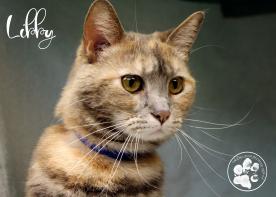 Libby Libby