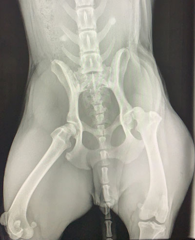Lexi's X-Ray Lexi's X-Ray