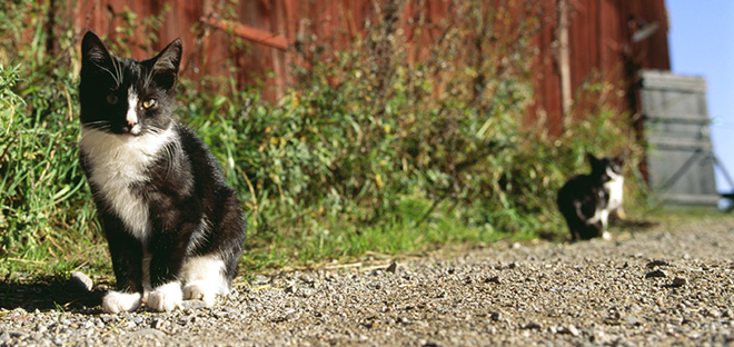 Black and white cats by a barn