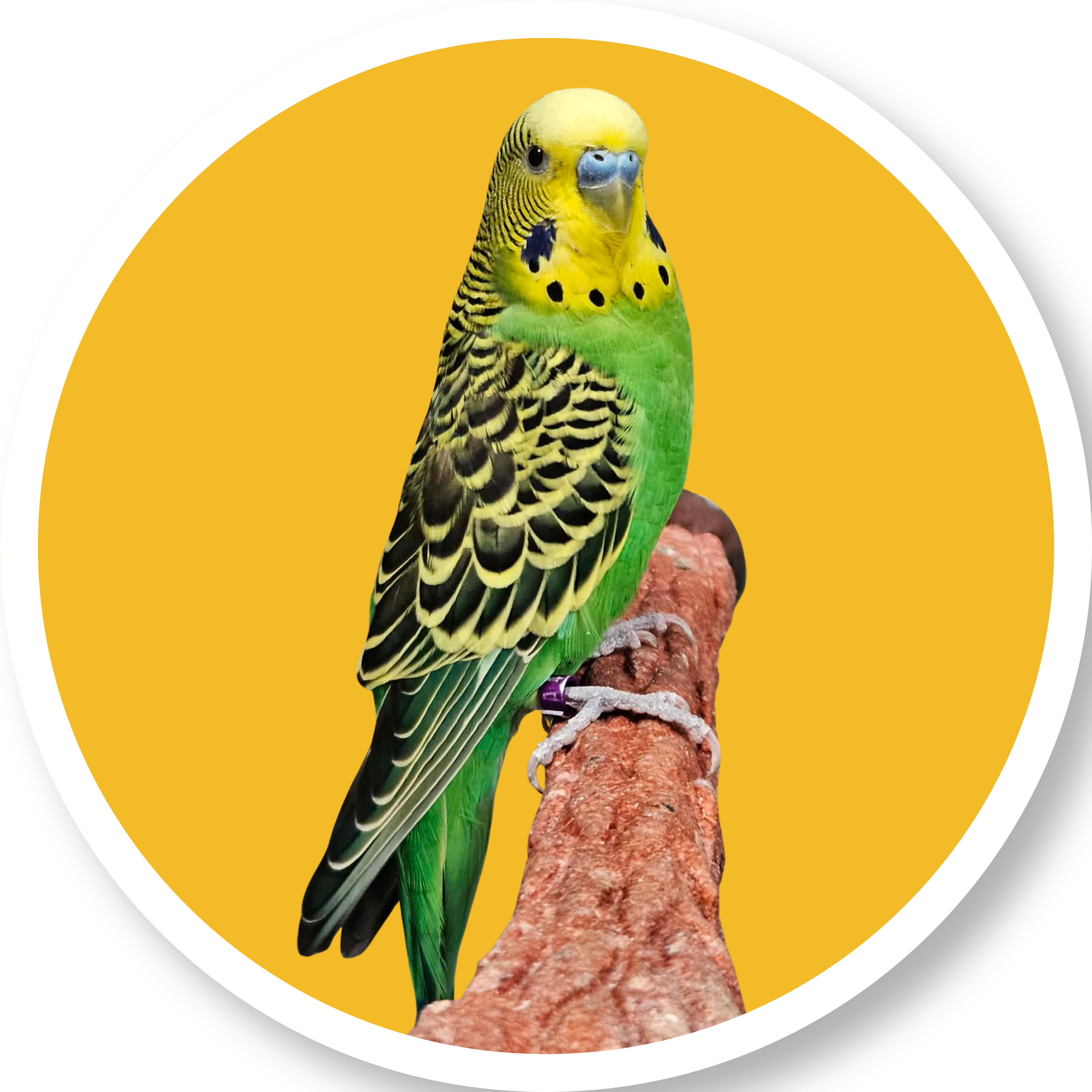 Adopt a Pocket Pet photo