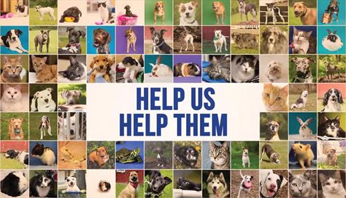 CBHS Pets Please Help Us Help Them CBHS Pets Please Help Us Help Them