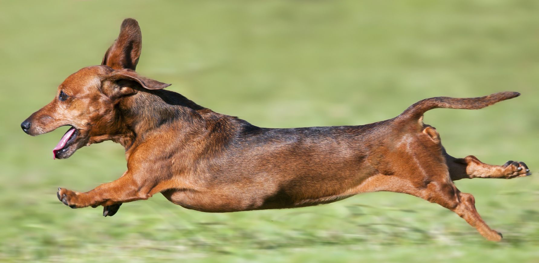 Dachshund Runs