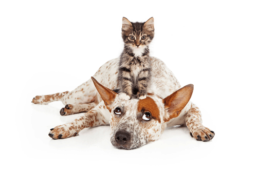 Kitten-on-Dog Kitten-on-Dog