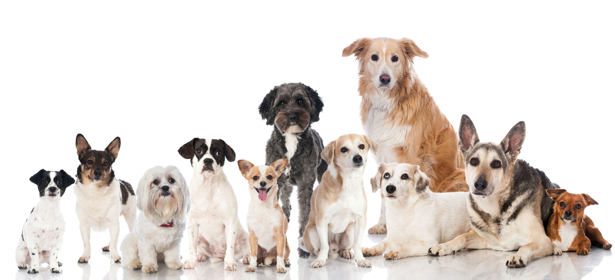 lots of dogs cedar bend humane society employment opportunities lots of dogs cedar bend humane society employment opportunities