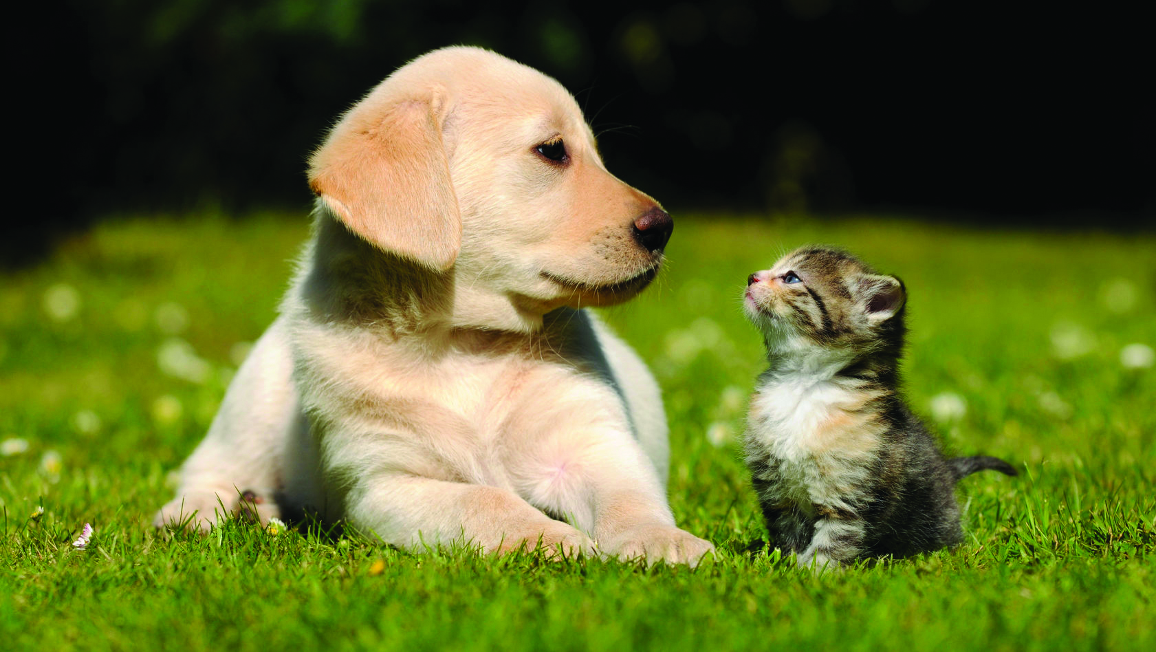 How To Surrender A Pet To The Humane Society PetsWall