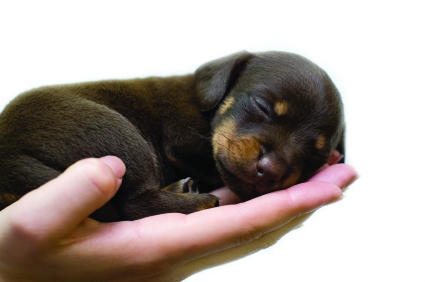 Puppy in Hand 
