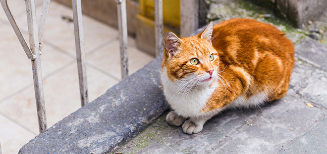 Orange and white cat