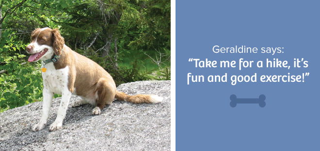 cedar bend humane society dogs