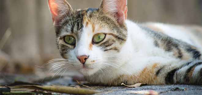 Cat laying down