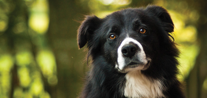 Black and white dog