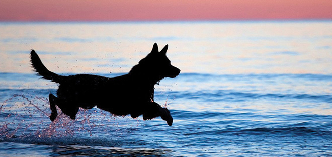 Dog running through water