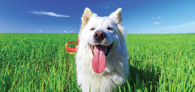 White dog in grass
