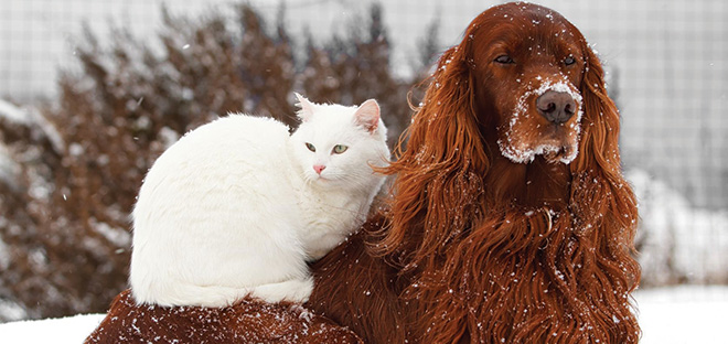 Irishsetter &amp;amp; a cat