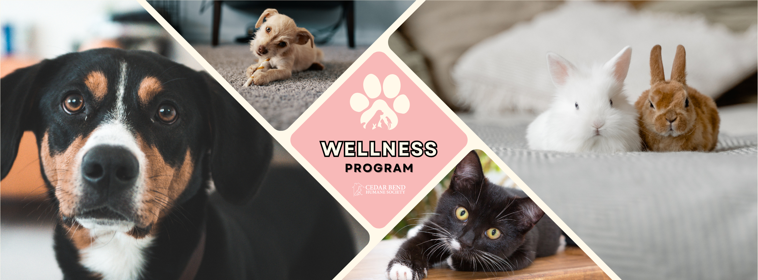 Wellness Program