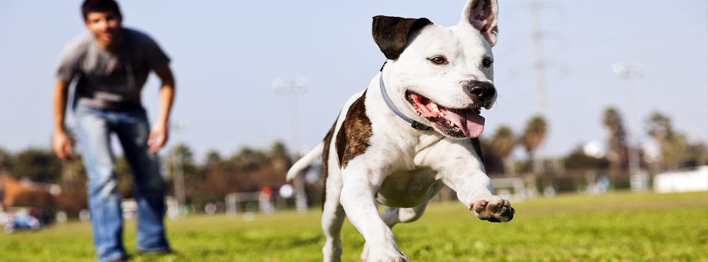 waterloo dog shelter