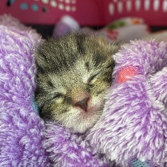 kitten2
