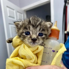 kitten